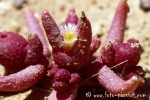 Flora_Namibia011