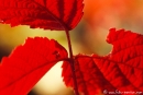 Herbstlaub701