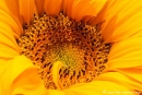 Sonnenblume001