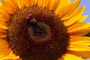 Sonnenblume010