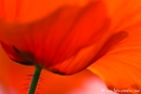 Kerstin_06197