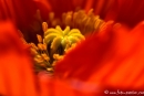 Mohn003