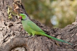 Halsbandsittich (Psittacula krameri), India Parrot