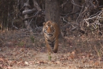 Bengaltiger (Panthera tigris tigris), Bengal tigress male