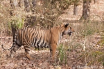 Königstiger (Panthera tigris tigris), Bengal tigress male