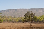 Im Bandhavgarh National Park