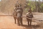 Domestizierte Elefanten