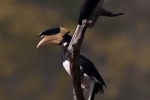 Malabarhornvogel (Anthracoceros coronatus)