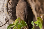 Schlangenweihe (Spilornis cheela), Crested serpent eagle