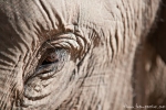 Schau mir in die Augen - Asiatischer Elefant (Elephas maximus), Asian Elephant