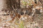 Königstigerin mit 4 - 5 Monate alten Jungen (Panthera tigris tigris), Bengal tigress