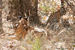 Mutter mit ihren 4 - 5 Monate alten Jungen - Königstiger (Panthera tigris tigris), Bengal tigress