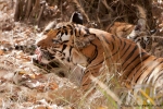 Königstiger (Panthera tigris tigris), Bengal tigress female