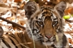 4 - 5 Monate alter Bengaltiger (Panthera tigris tigris), Bengal tigress