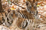 Tigerjunge (Panthera tigris tigris), Bengal tigress