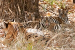 4 - 5 Monate alte Königstiger mit ihrer Mutter (Panthera tigris tigris), Bengal tigress