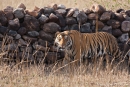 Königstiger (Panthera tigris tigris), Bengal tigress male