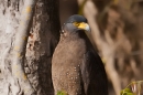 Schlangenweihe (Spilornis cheela), Crested serpent eagle