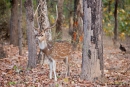 Axishirsch (Axis axis), Spotted Deer