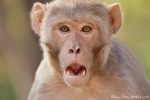 Rhesus Makake (Macaca mulatta), Rhesus Macaque