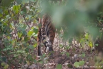 Unser erster Tiger - und schon verschwindet er wieder im Dickicht des Dshungels