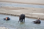 Mahuts baden ihre Elefanten