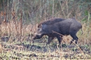 Wildschwein (Sus scrofa), Wild pig