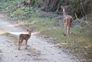 Axis-Kitz (Axis axis), Spotted Deer