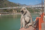 Hanuman Langur - diese Affen gehören zum Stadtbild
