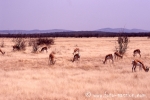 etosha017