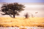 etosha020