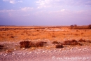 Etosha002