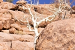 Mowani_DSC04307