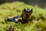 Feuersalamander (Salamandra salamandra)