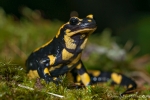 Feuersalamander (Salamandra salamandra)