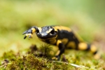 Feuersalamander (Salamandra salamandra)