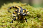 Feuersalamander (Salamandra salamandra)