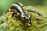 Feuersalamander (Salamandra salamandra)