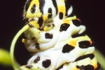 Raupen003