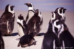 Pinguin001
