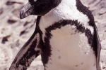 Pinguin007