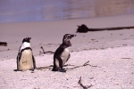 Pinguin015