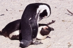 Pinguin016