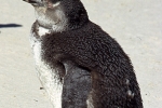 Pinguin026
