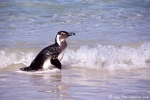 Pinguin033