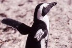 Pinguin039