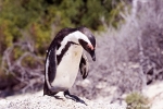 Pinguin043