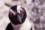 Pinguin044