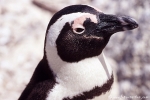 Pinguin045