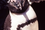Pinguin046